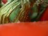 Tomate